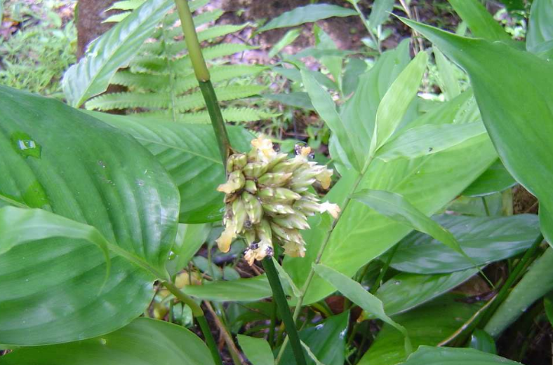  p>柊叶属(拉丁学名: i>phrynium /i> willd.