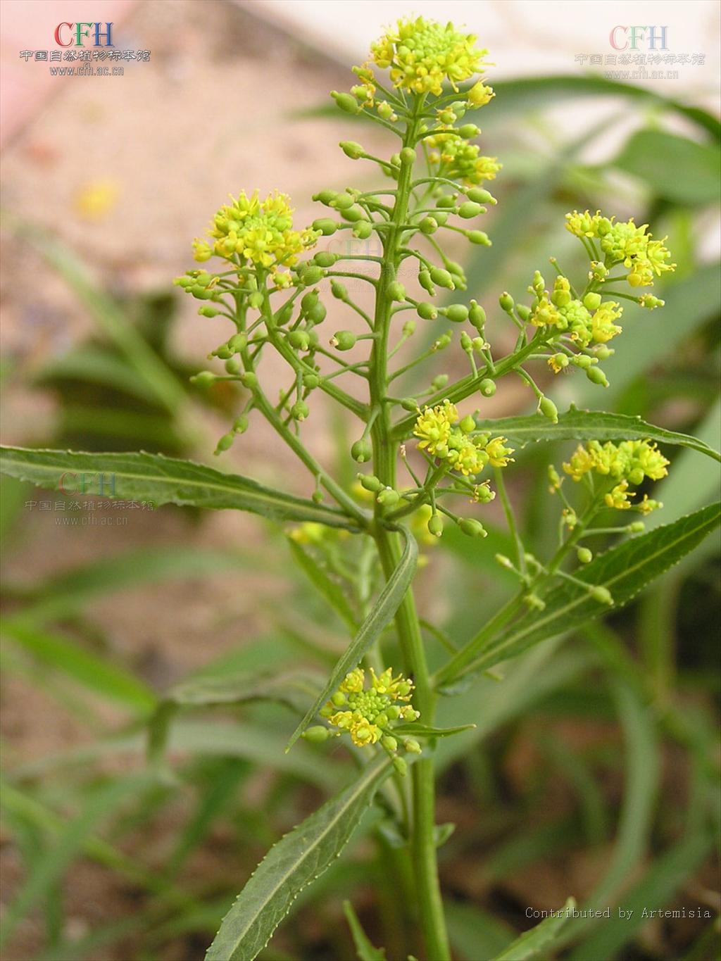  a href="#" data-lemmaid="9998750">苞鳞 /a>,不发育的短枝,种子, a