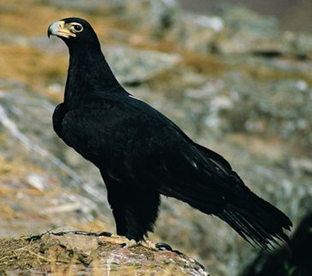  p>黑雕(学名: i>aquila verreauxii /i>):是鹰科,雕属的物种.