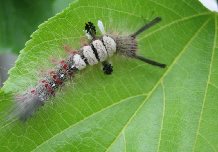 ">鳞翅目 /a>, a target="_blank" href="/item/毒蛾科/6243720" data