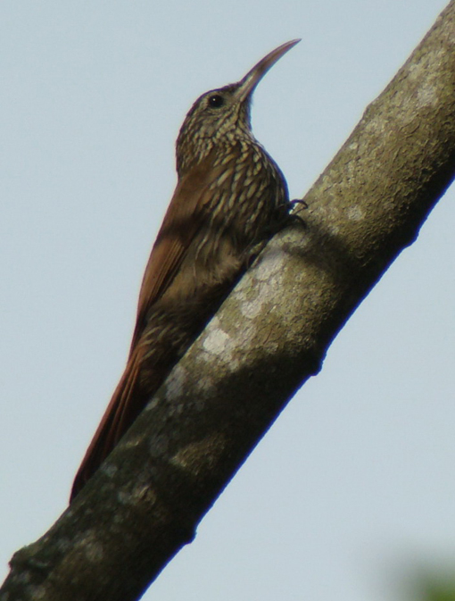  p>黑斑   雀分布于南美洲,包括 a href="#" data-lemmaid="22034">