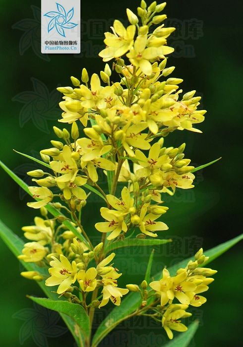 黄连花组