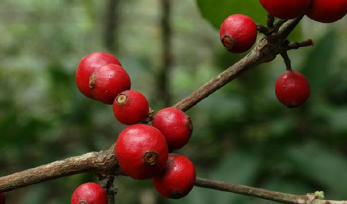  p>狗骨柴属(学名:diplospora)是茜草科下一个属, a target="_blank"