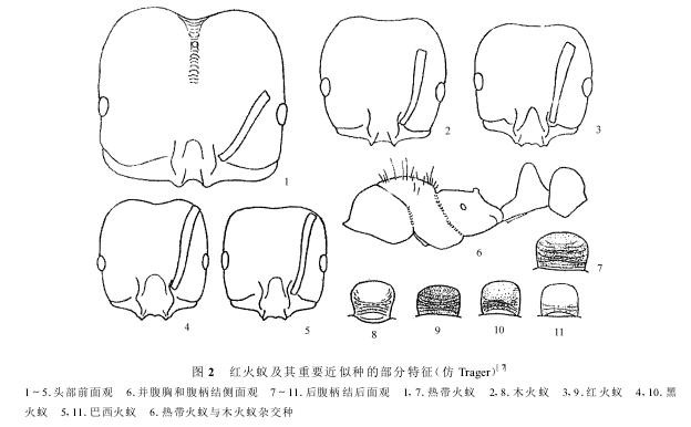 (学名: i>solenopsis invicta  /i>buren)的拉丁名意指"无敌的"蚂蚁