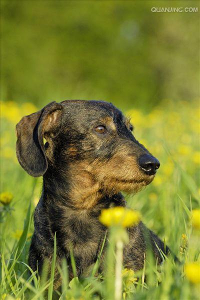  p>腊肠犬(dachshund)是一种短腿,长身的猎犬.