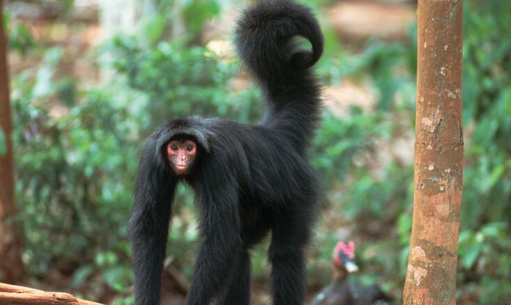 white-whiskered spider monkey