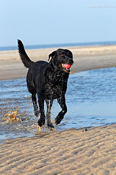 拉布拉多巡回猎犬