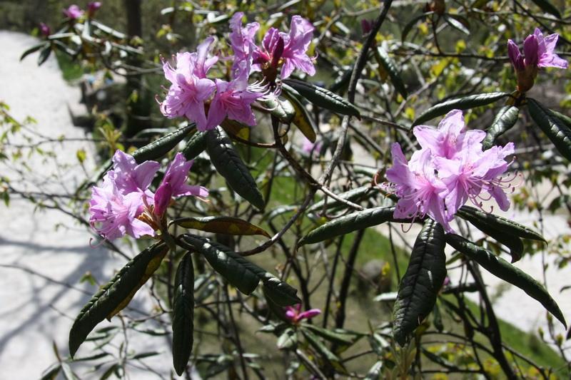 lomatogoniopsis alpina t. n. ho et s. w. liu