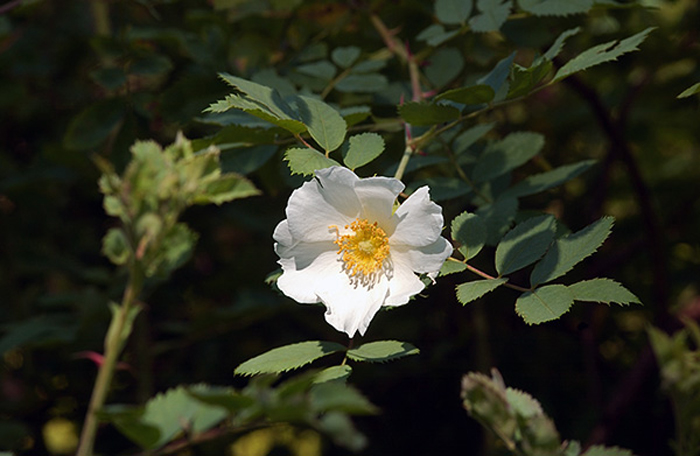  p>腺果蔷薇(学名: i>rosa fedtschenkoana /i>  regel)有刺小 a href