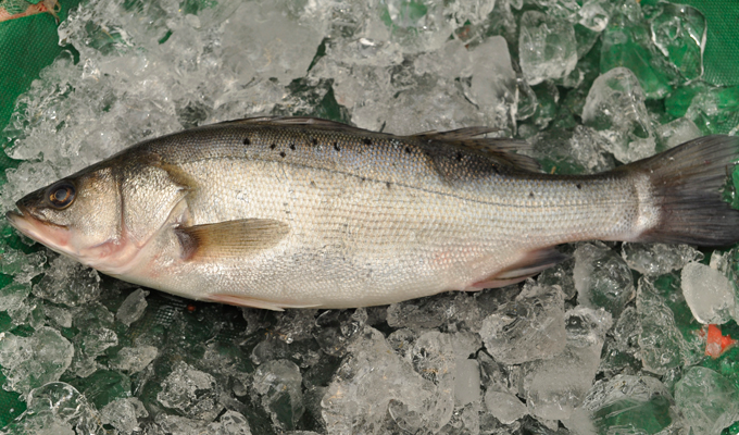  p>鲈亚目, i>percoidei /i>,为 a href="#" data-lemmaid="2520993">