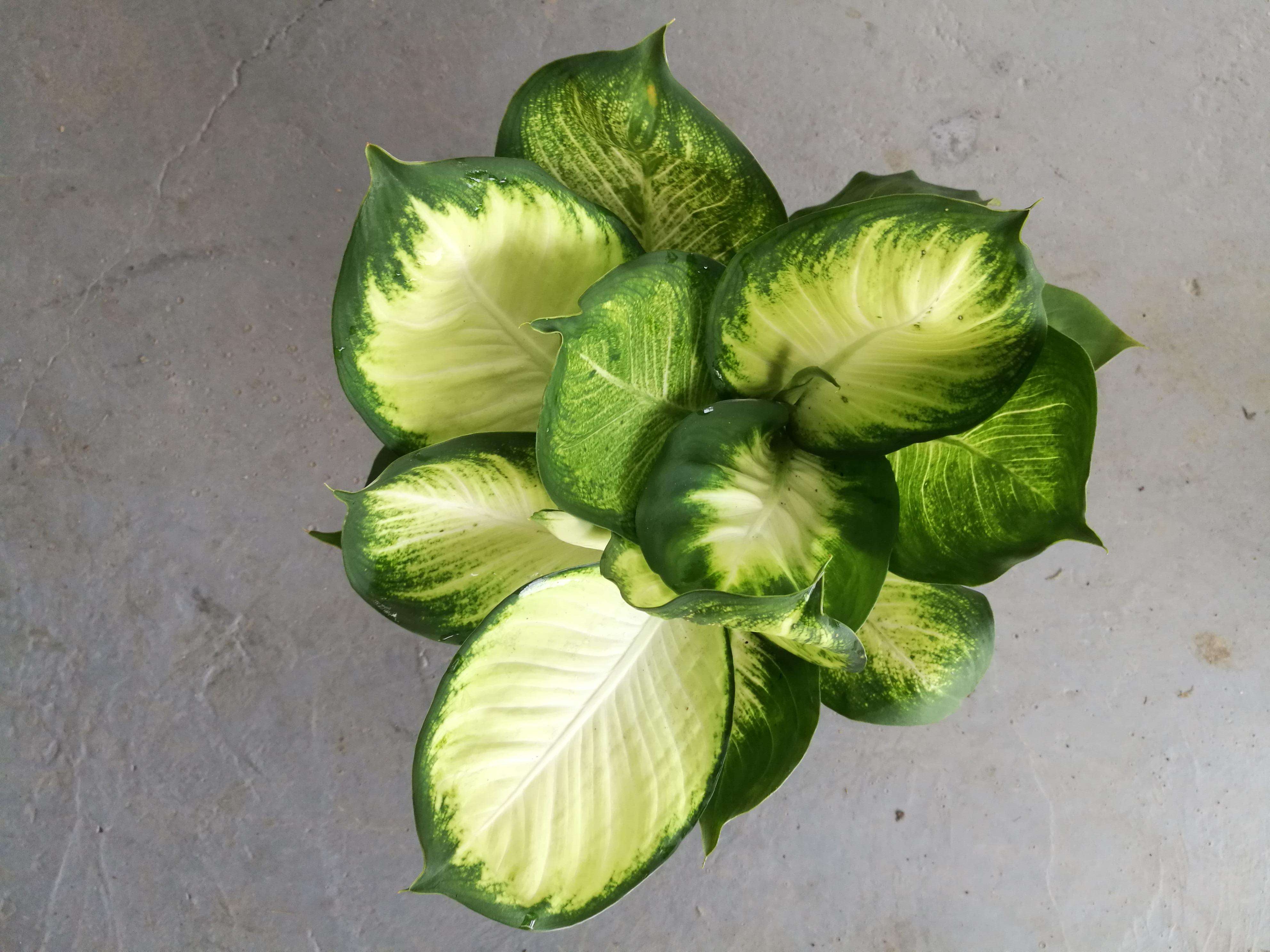  p>大王黛粉叶(dieffenbachia amoena),又名 a href="#" data-lemmaid