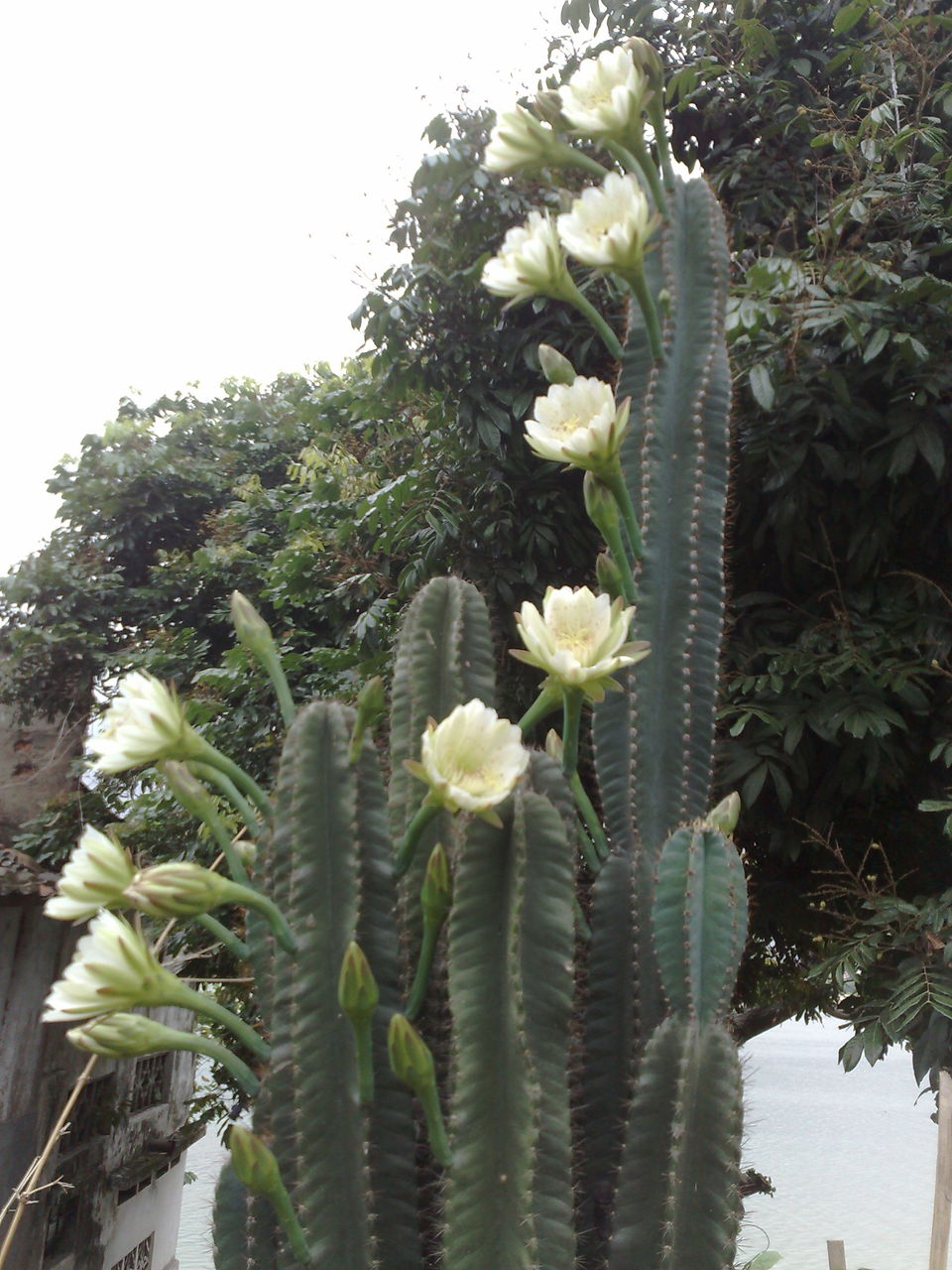  p data-id="tbhniybdw3md">天轮柱又叫做秘鲁天轮柱,是仙人掌科天轮