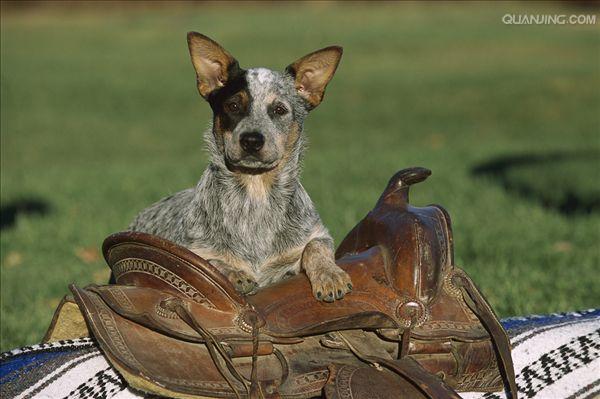  p>澳洲牧牛犬,别名又叫做昆士蓝赫勒犬(australianqueensland heeler