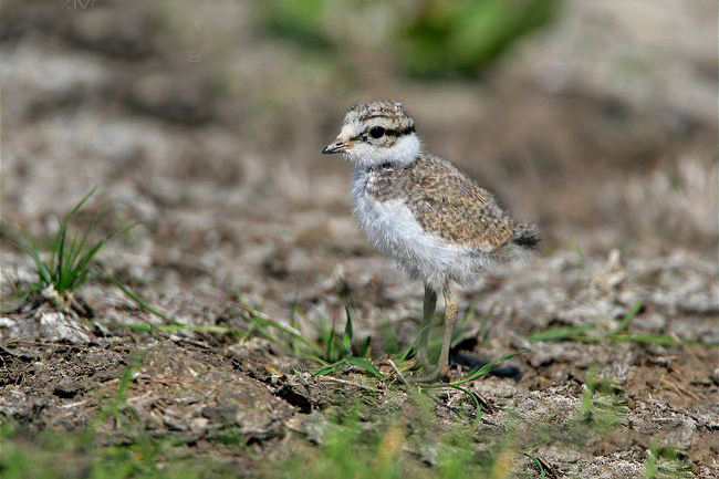  p>剑鸻(学名: i>charadrius hiaticula /i>)属中小型 a target="