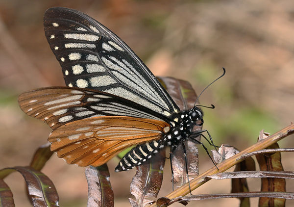  p>褐斑凤蝶( i>chilasa agestor /i>&nbsp;gray,1831)是 a href=