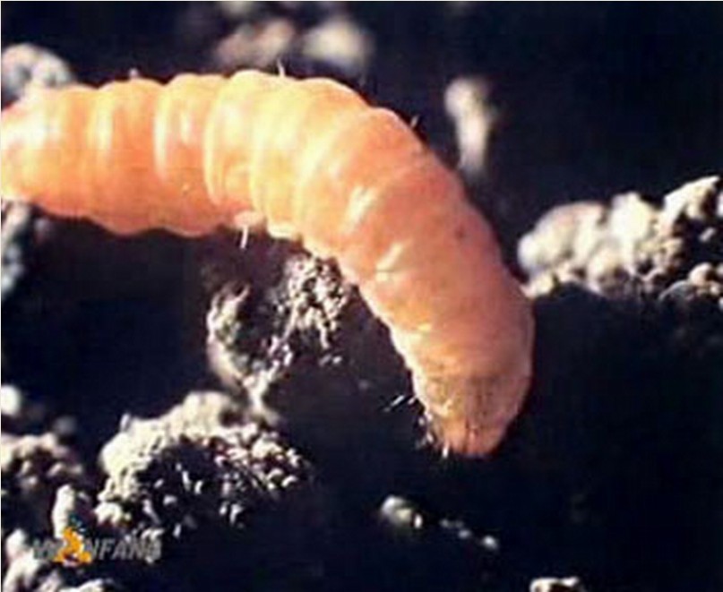  p>大豆食心虫( i>leguminivora glycinivorella /i>&nbsp