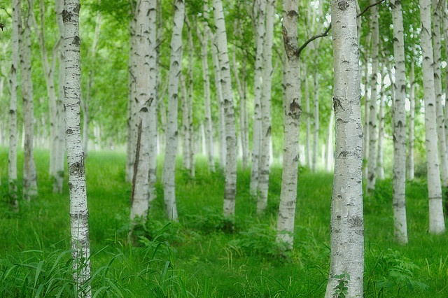  p>白桦(学名: i>betula platyphylla /i> suk.