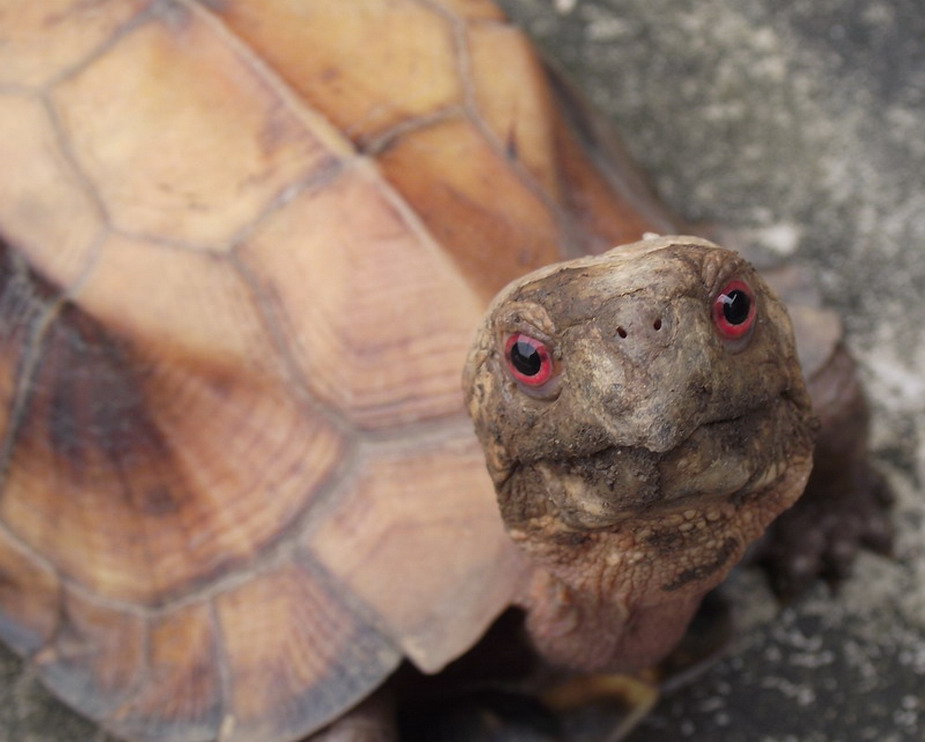  p>地龟(学名: i>geoemyda spengleri /i>)是龟科,地龟属半水栖的龟类