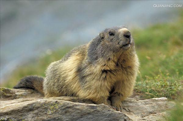 marmota himalayana hodgson