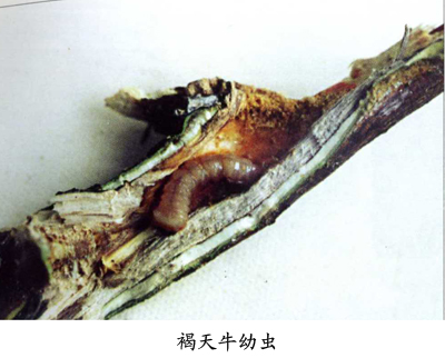  p>昆虫名褐天牛,为鞘翅目,天牛科.遍布于中国各柑橘产区.