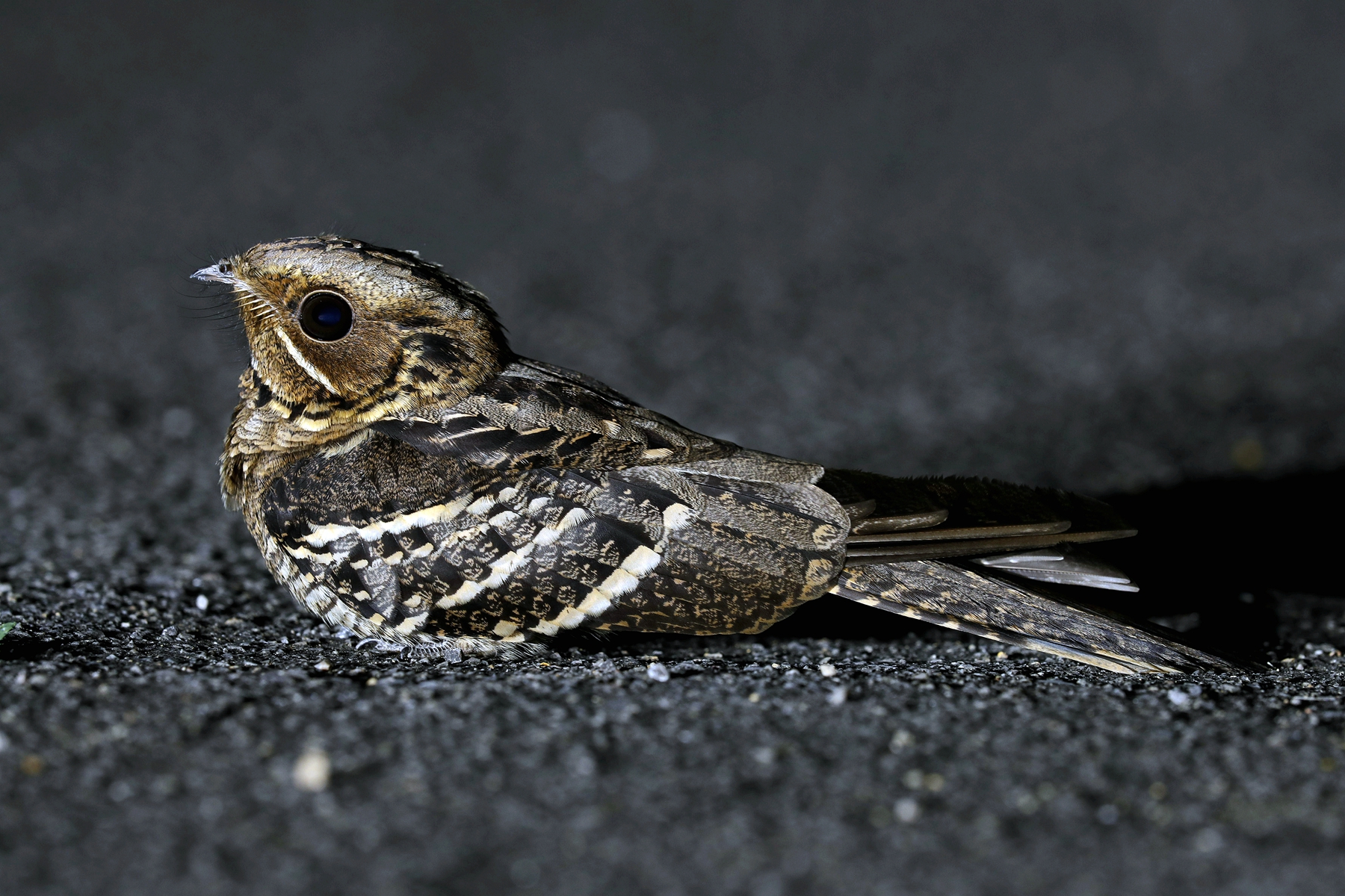  p>长尾夜鹰(学名: i>caprimulgus macrurus /i>),是夜鹰科,夜鹰属