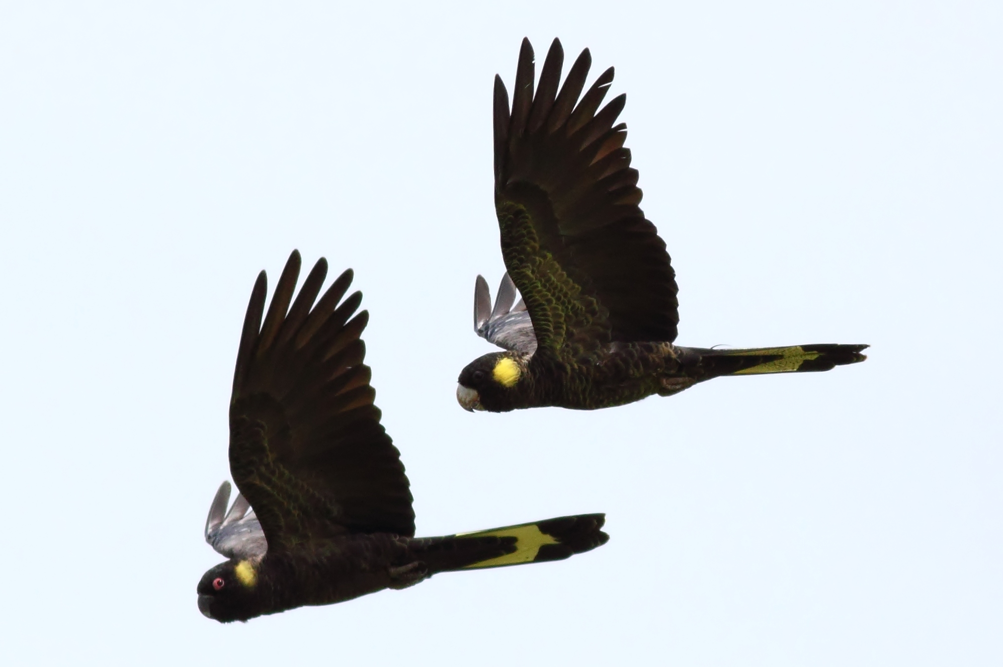yellow-tailed black-cockatoo
