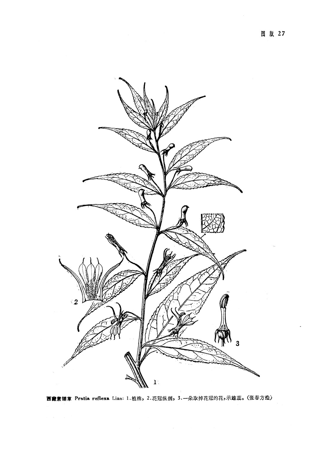 pratia reflexa