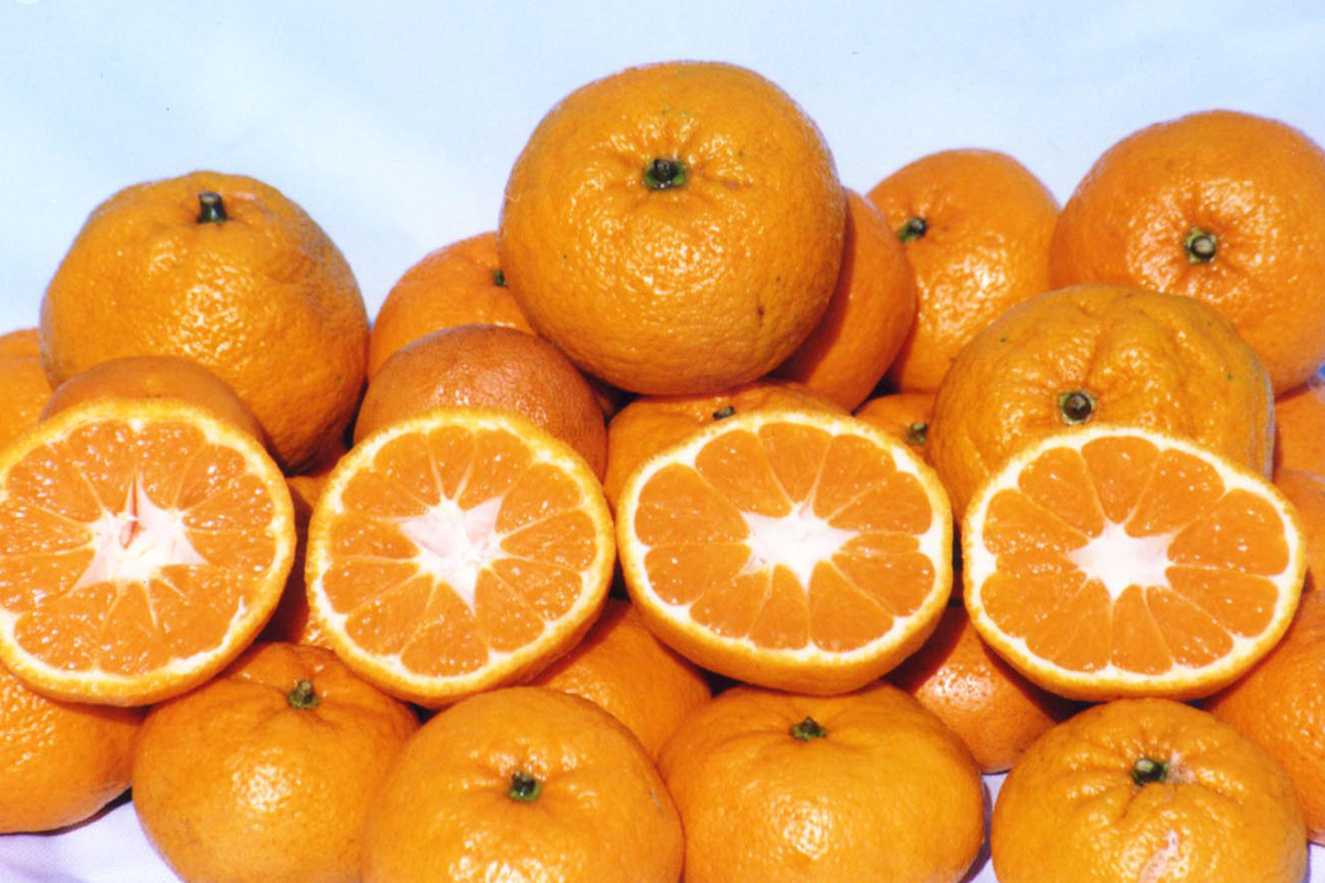  p>蜜桔果实内含有多种营养成分,如糖, a target="_blank" href="