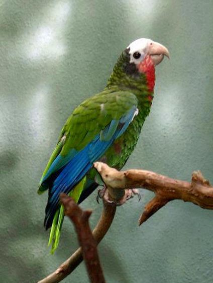  i>amazona leucocephala caymanensis /i>)是古巴亚马逊鹦鹉的亚种之
