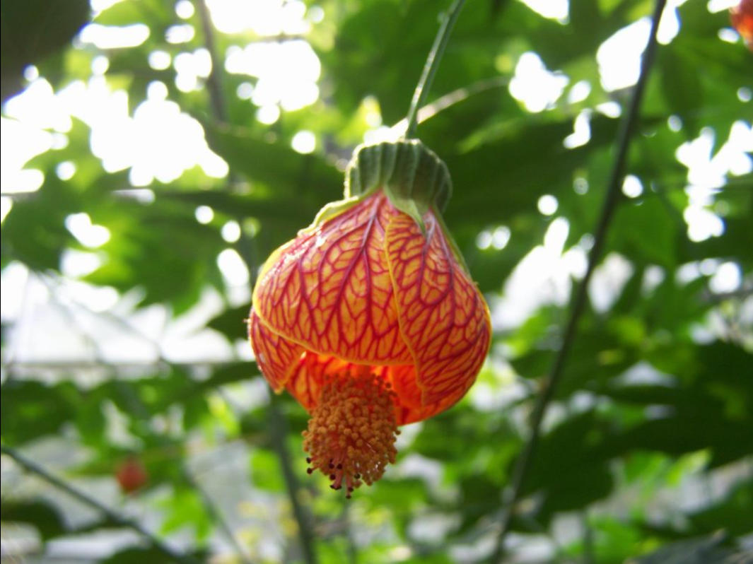 蔓性风铃花