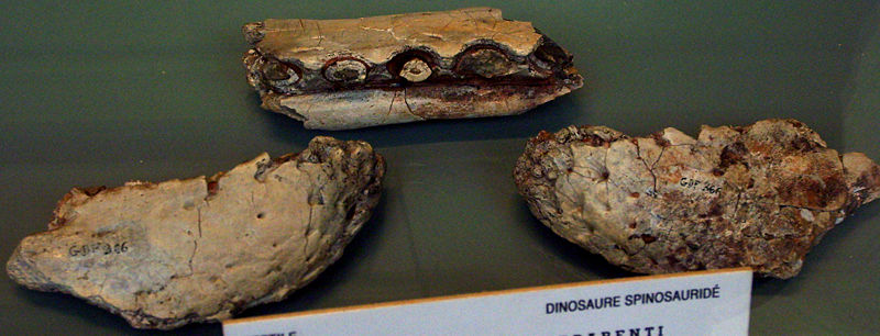 脊饰龙(cristatusaurus)