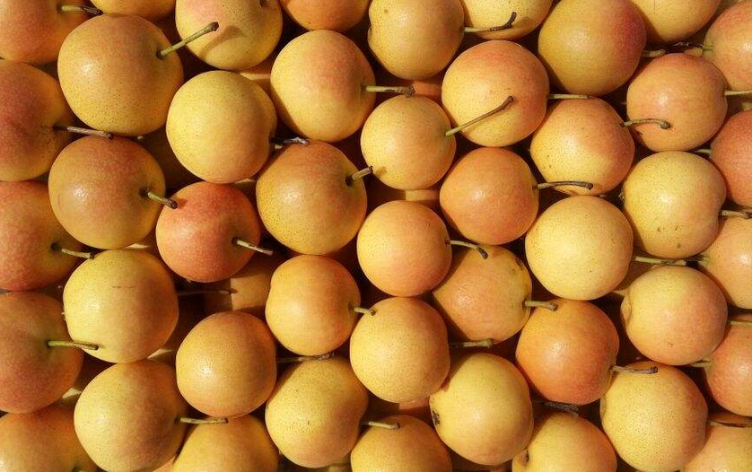 南果梨属<a target="