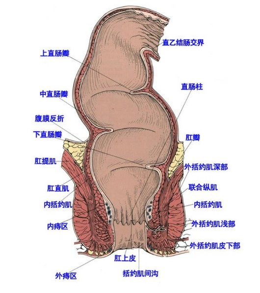 肛门结构