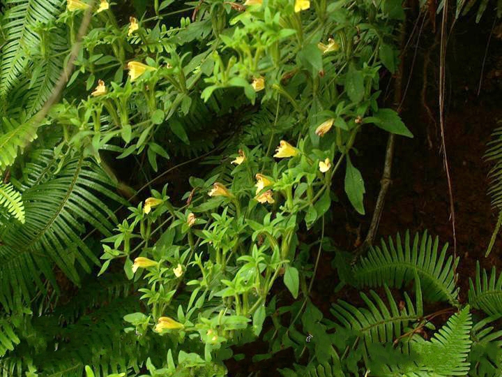 siphonostegia chinensis benth.