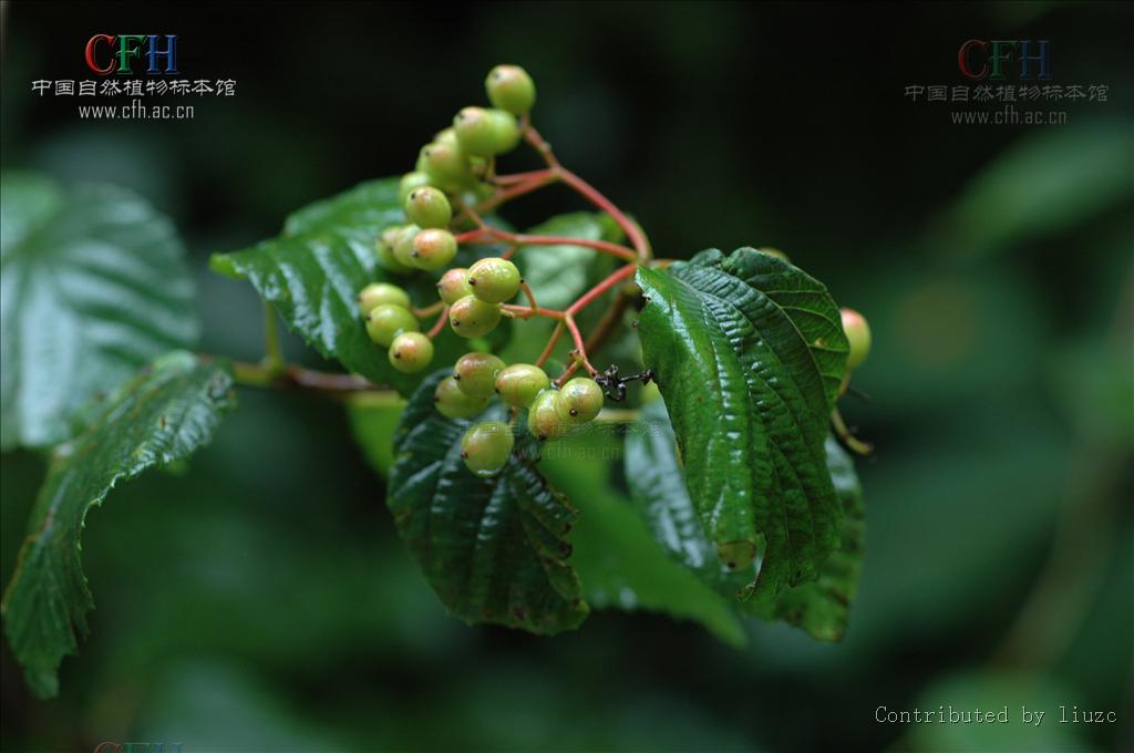 直立,灌木,叶对生,为阔卵形至长椭圆状卵形, a target="_blank" href=