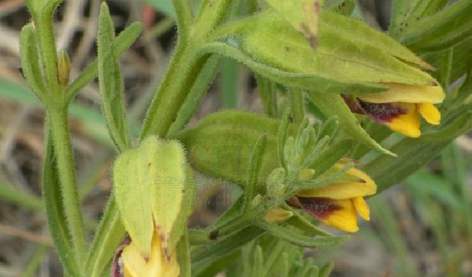  p>翅茎草属,pterygiella oliv, a href="#" data-lemmaid="8596528">