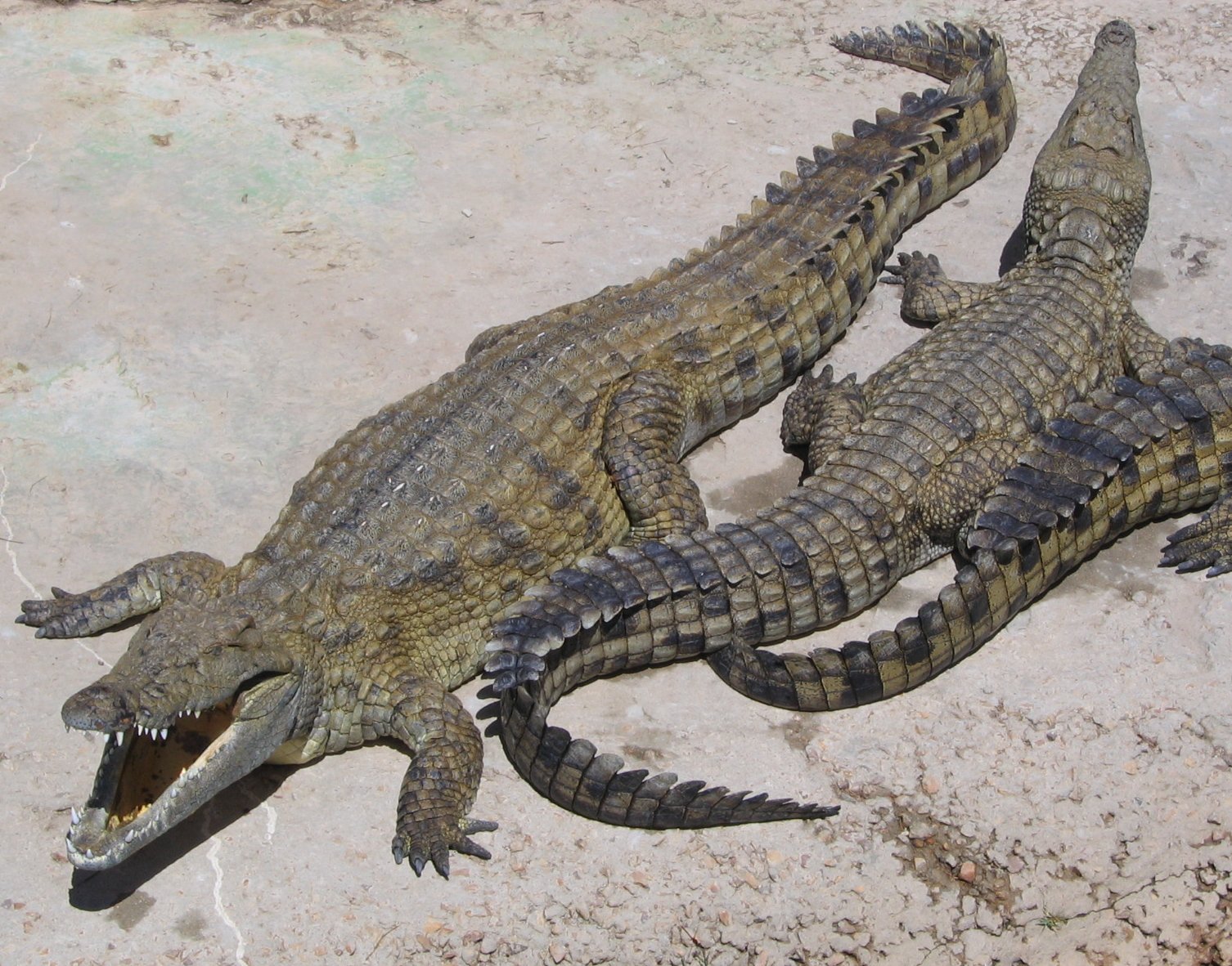crocodylus palustrisbr