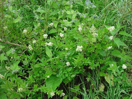  p>银粉蔷薇(拉丁名: b> i>rosa anemoniflora /i> /b> fort.