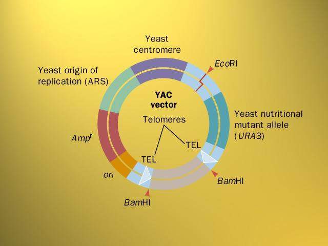  p>酵母(saccharomyces) 是基因克隆实验中常用的真核生物 a target="
