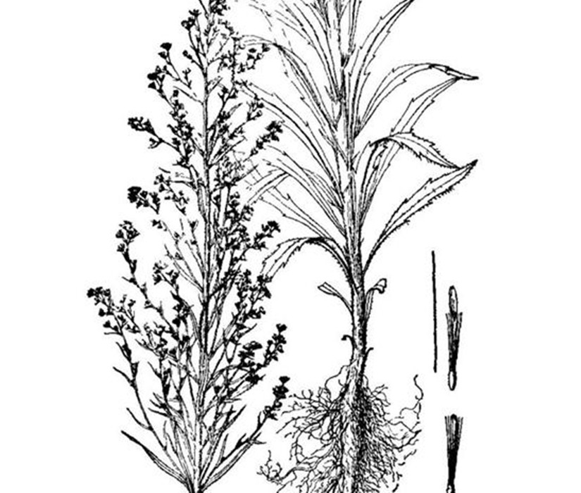  p> a target="_blank" href="/item/宿根白酒草/7264544" data-lemma