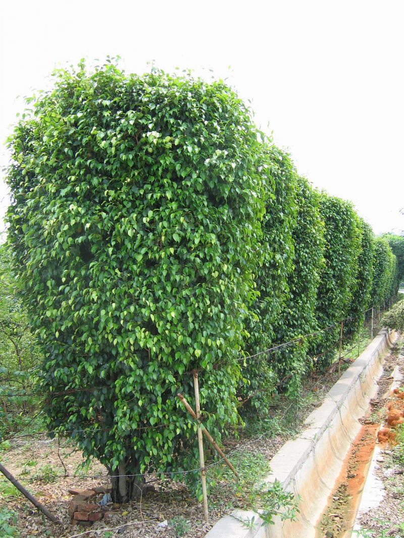 大乔木,高达20米,胸径30-50厘米,树冠阔;树皮灰色,平滑;小枝下垂.