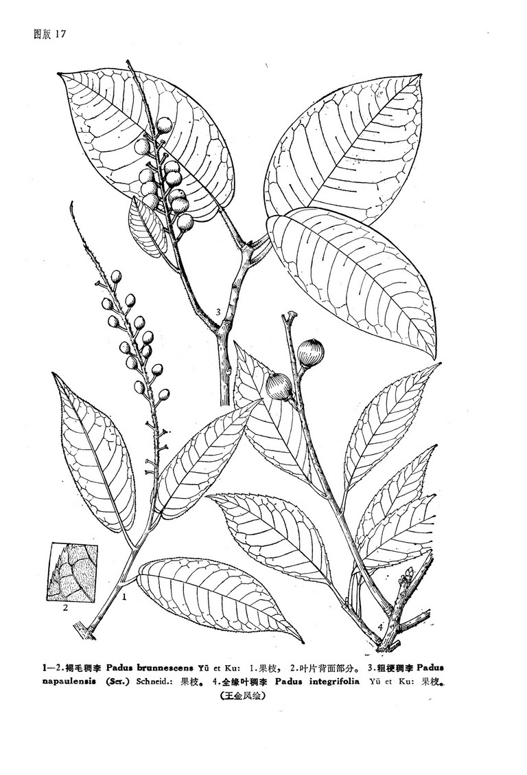  p>全缘叶稠李,为落叶小乔木,高2-7米;老枝紫褐色或黑褐色,无毛,有