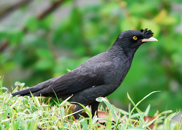  p>八哥(学名: i>acridotheres cristatellus /i>):外形大小和 a href