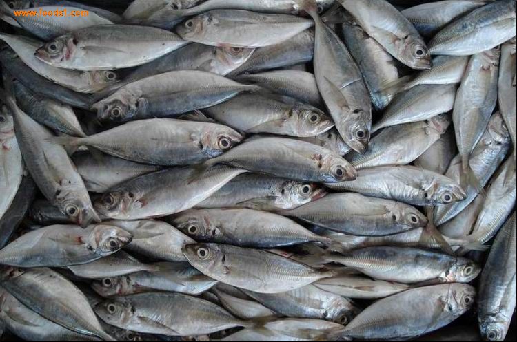  p data-id="tiksghwgti2j">鲱是鲱形目鲱科鲱属鱼类,又名青鱼,青条鱼