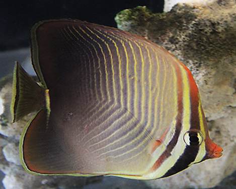  p>曲纹蝴蝶鱼, i>chaetodon baronessa /i>(cuvier,1829),为 a
