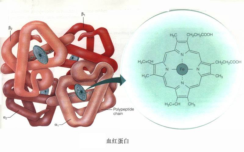 血红蛋白(hb)