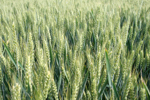  p data-id="go0ci8klv6">淮麦二二,国家审定种植 a target="_blank"