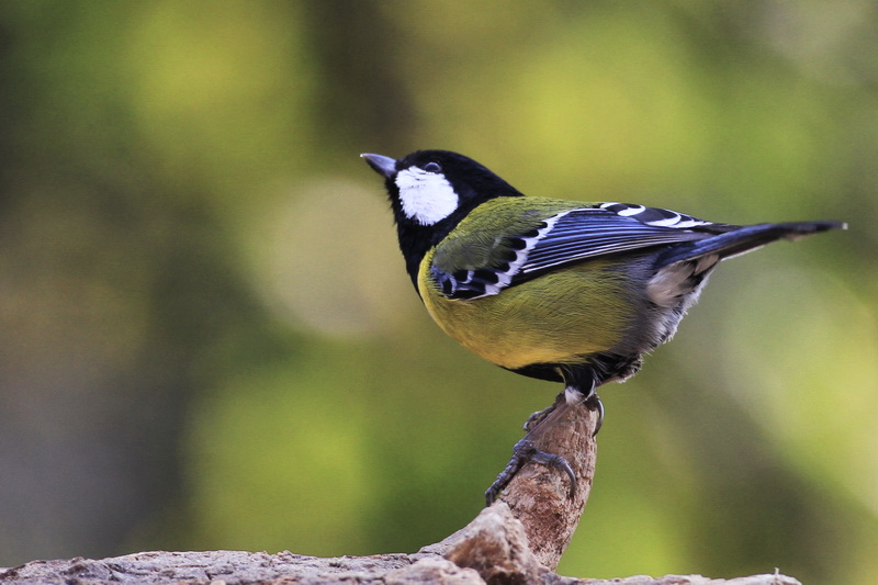 tit,也叫青背山雀,是一种栖息于中低海拔山区的雀鸟