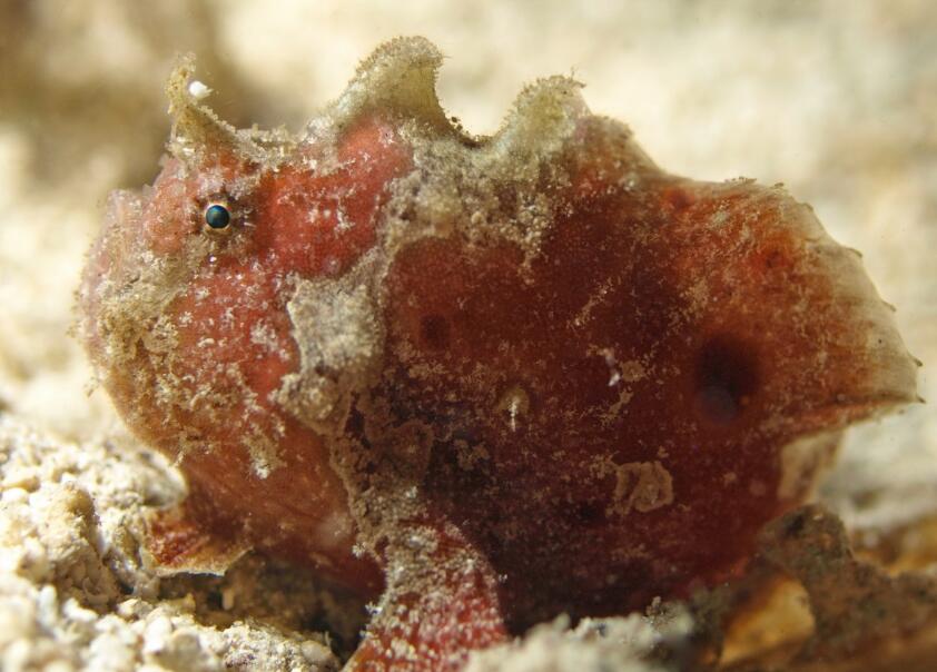 多数体长在30毫米以下,最大个体为51毫米.