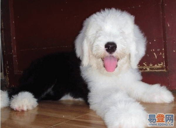 英国古代牧羊犬